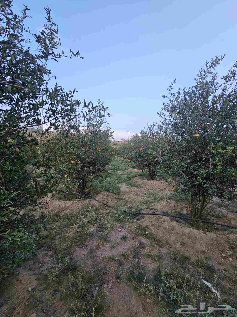 رمان للبيع64593900523651113