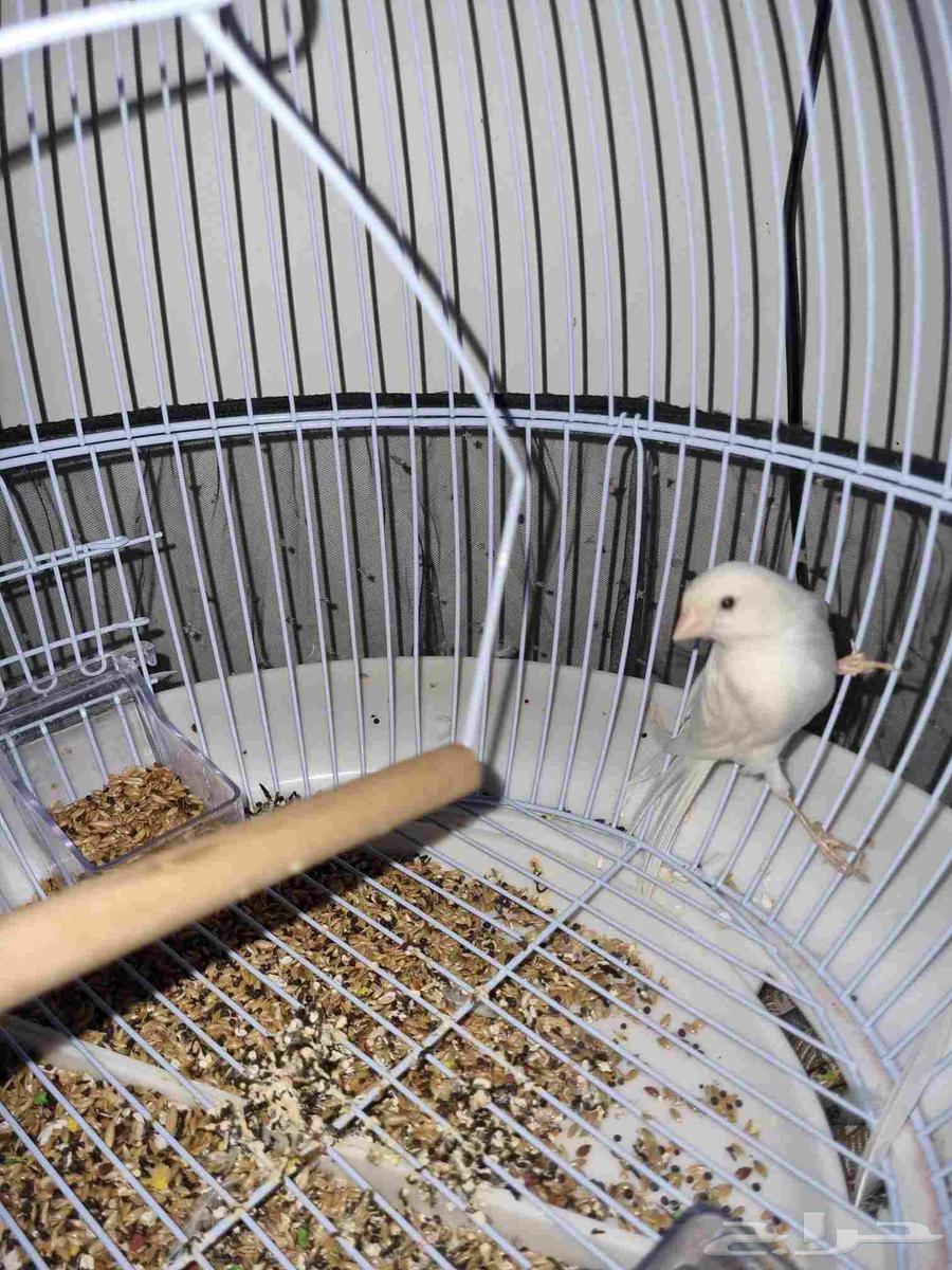 كناري للبيع64592529059203110