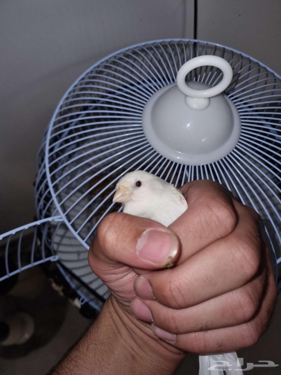 كناري للبيع64592529059203112