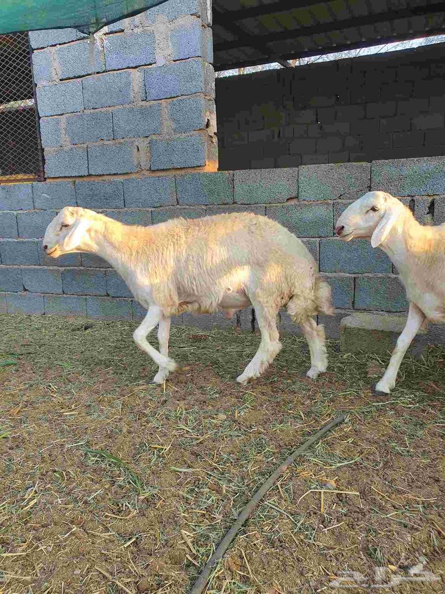 طليان حرية للبيع64594100091521110