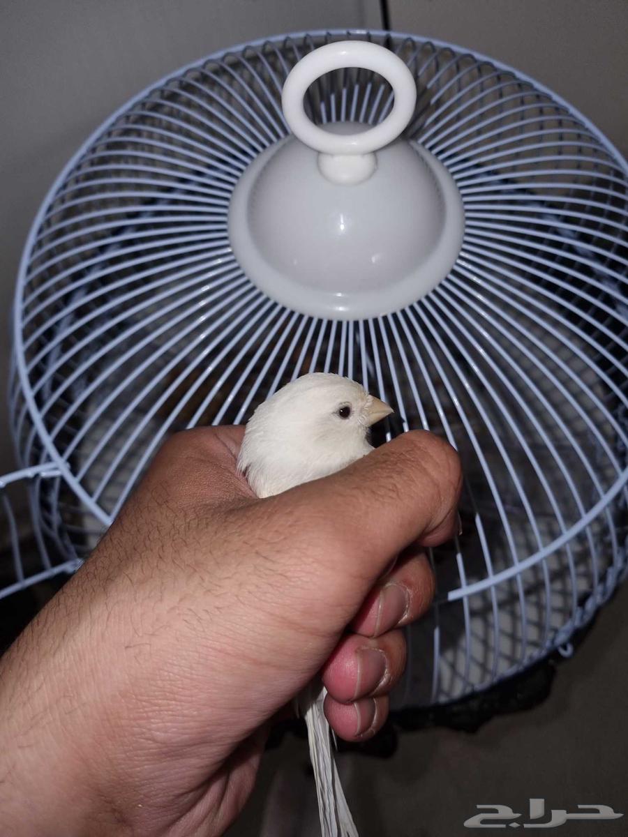 كناري للبيع64592529059203111