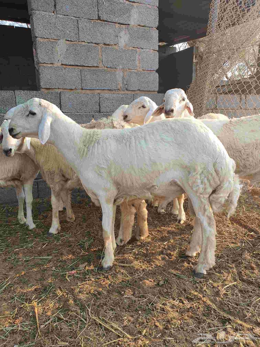 طليان حرية للبيع64594100091521111