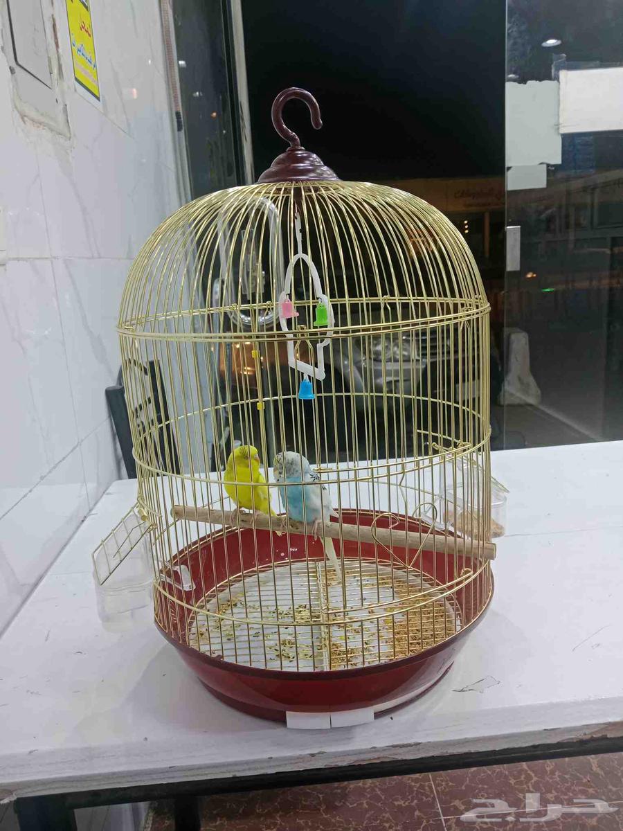 طيور الحب64594261721731111