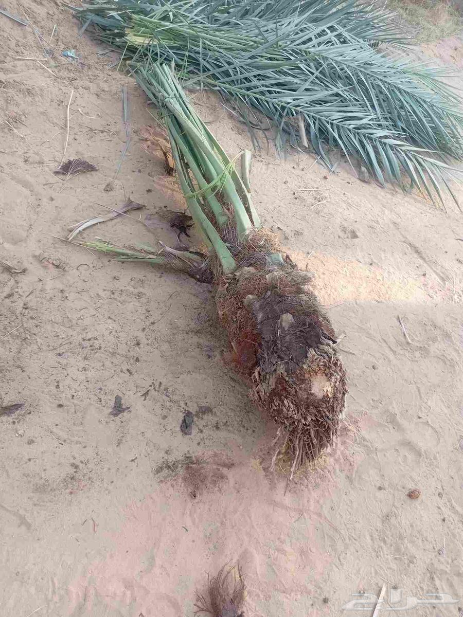 يوجد الدنيا نخل للبيع بحايل64589686497026110