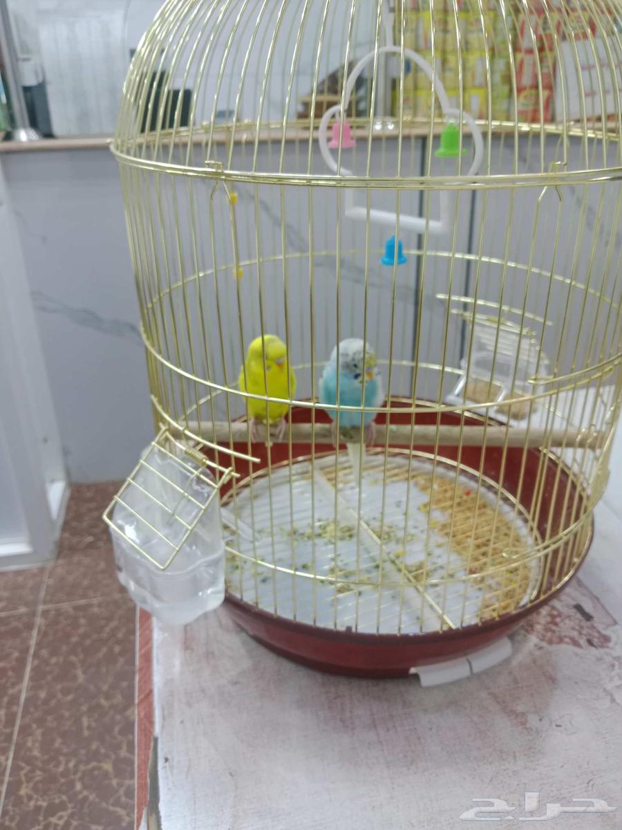 طيور الحب64594261721731110