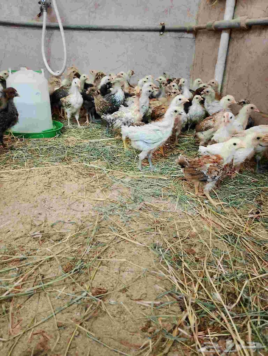 صوص مشكله للبيع64591514367234111