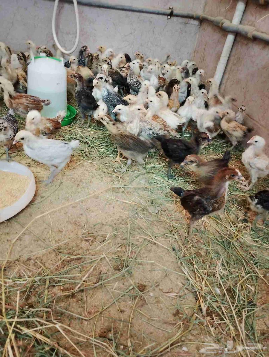 صوص مشكله للبيع64591514367234110