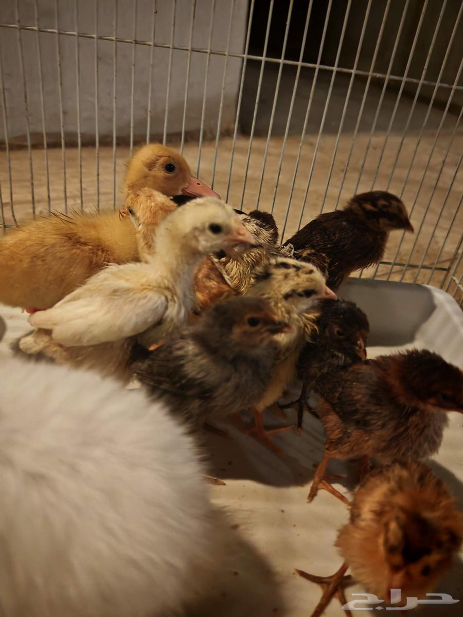 صيصان وبط وأرنب للبيع64589767881218110