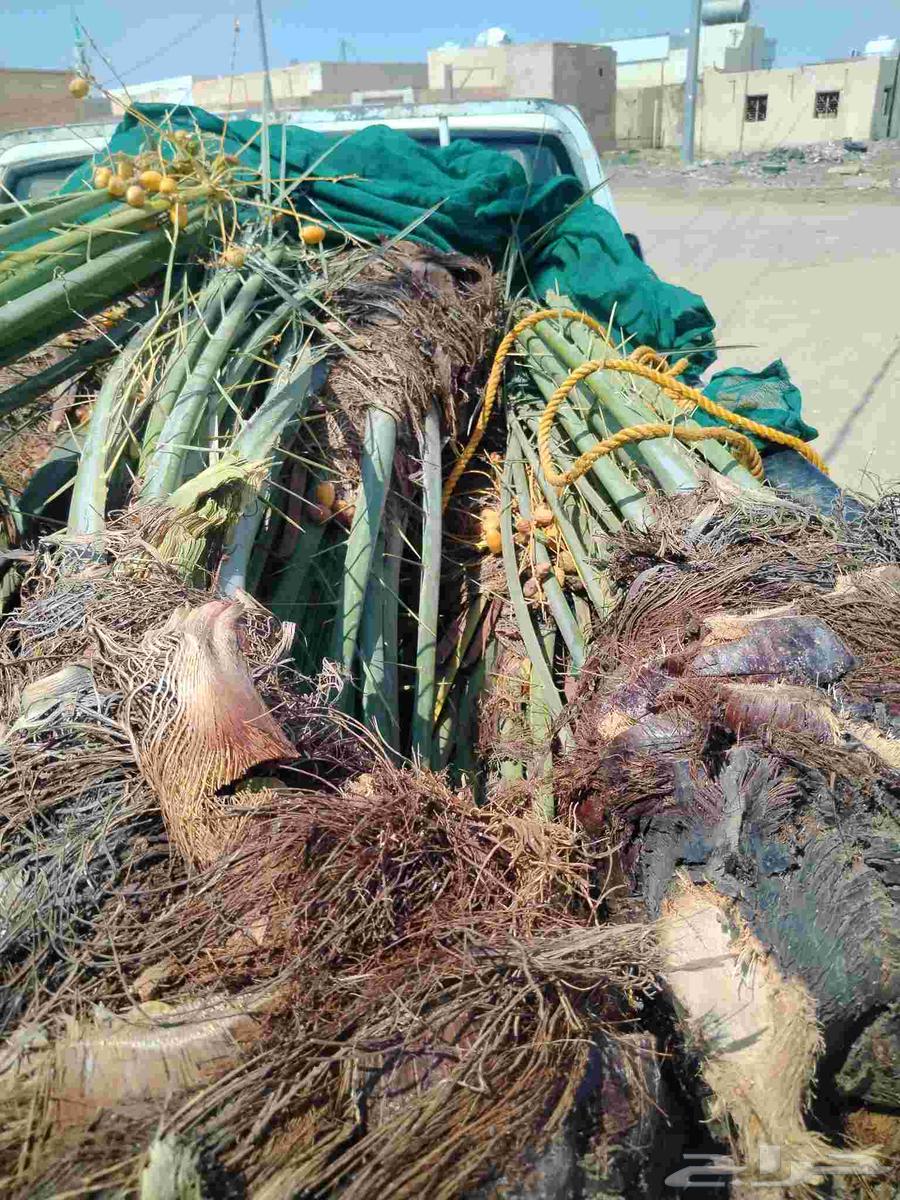 نخل اللقصيم للبيع64590837711491111