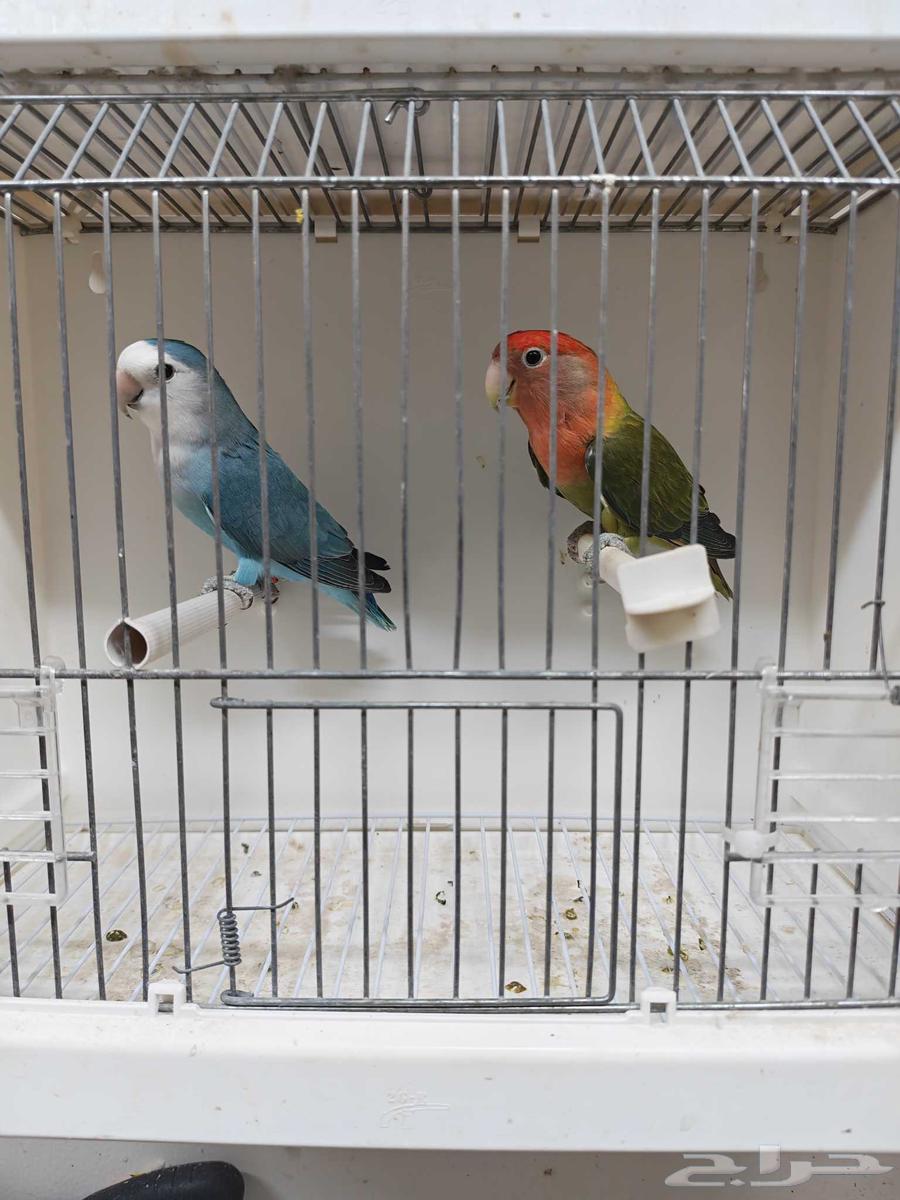 للبيع زوج روز64590323100929110