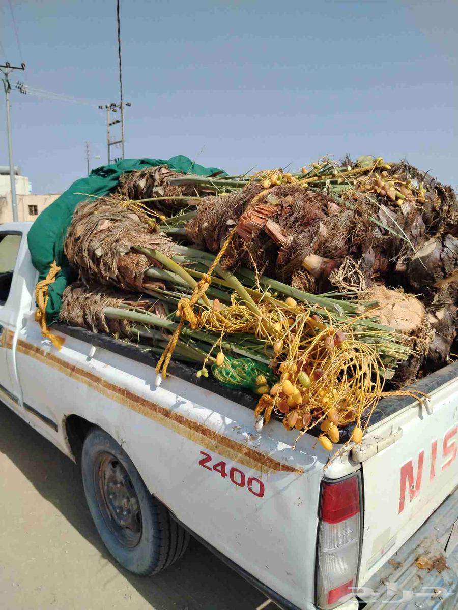 نخل اللقصيم للبيع64590837711491113