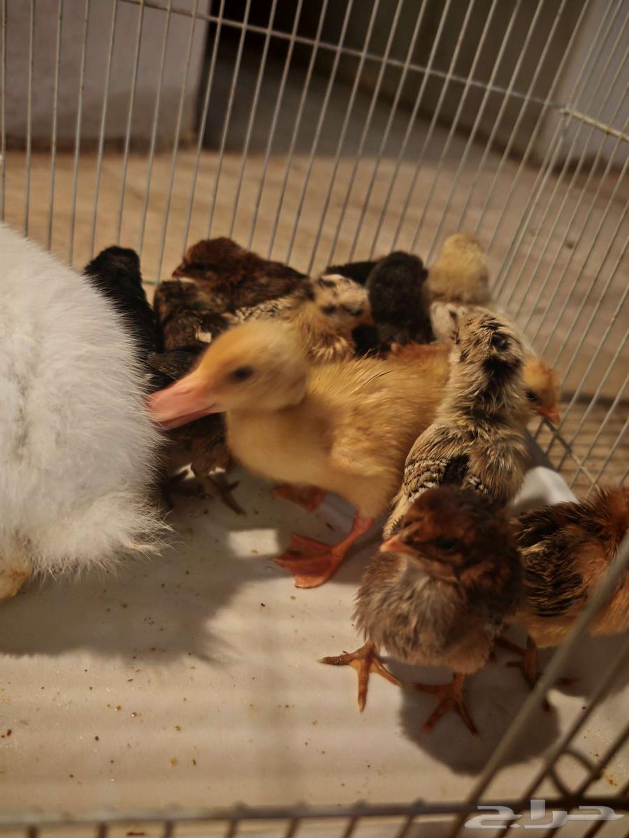 صيصان وبط وأرنب للبيع64589767881218114