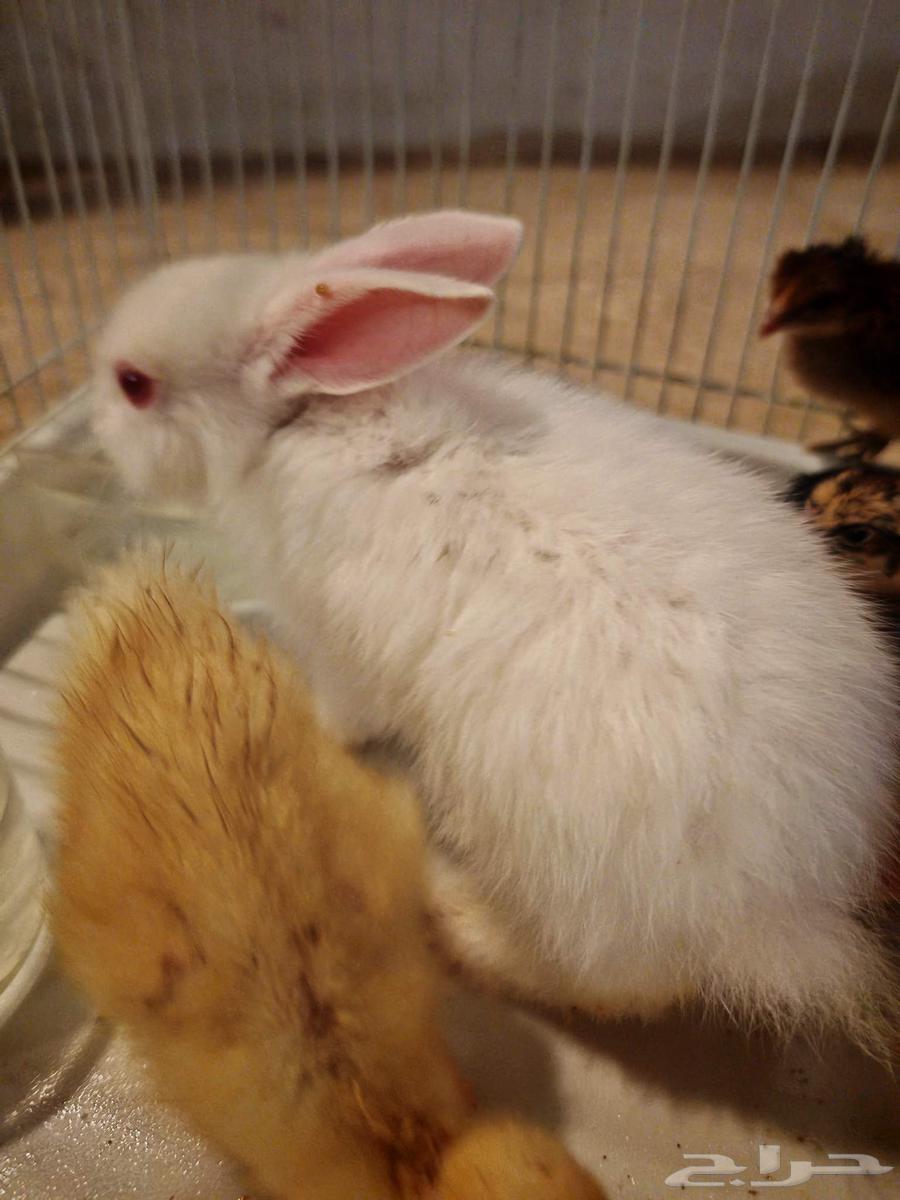 صيصان وبط وأرنب للبيع64589767881218111