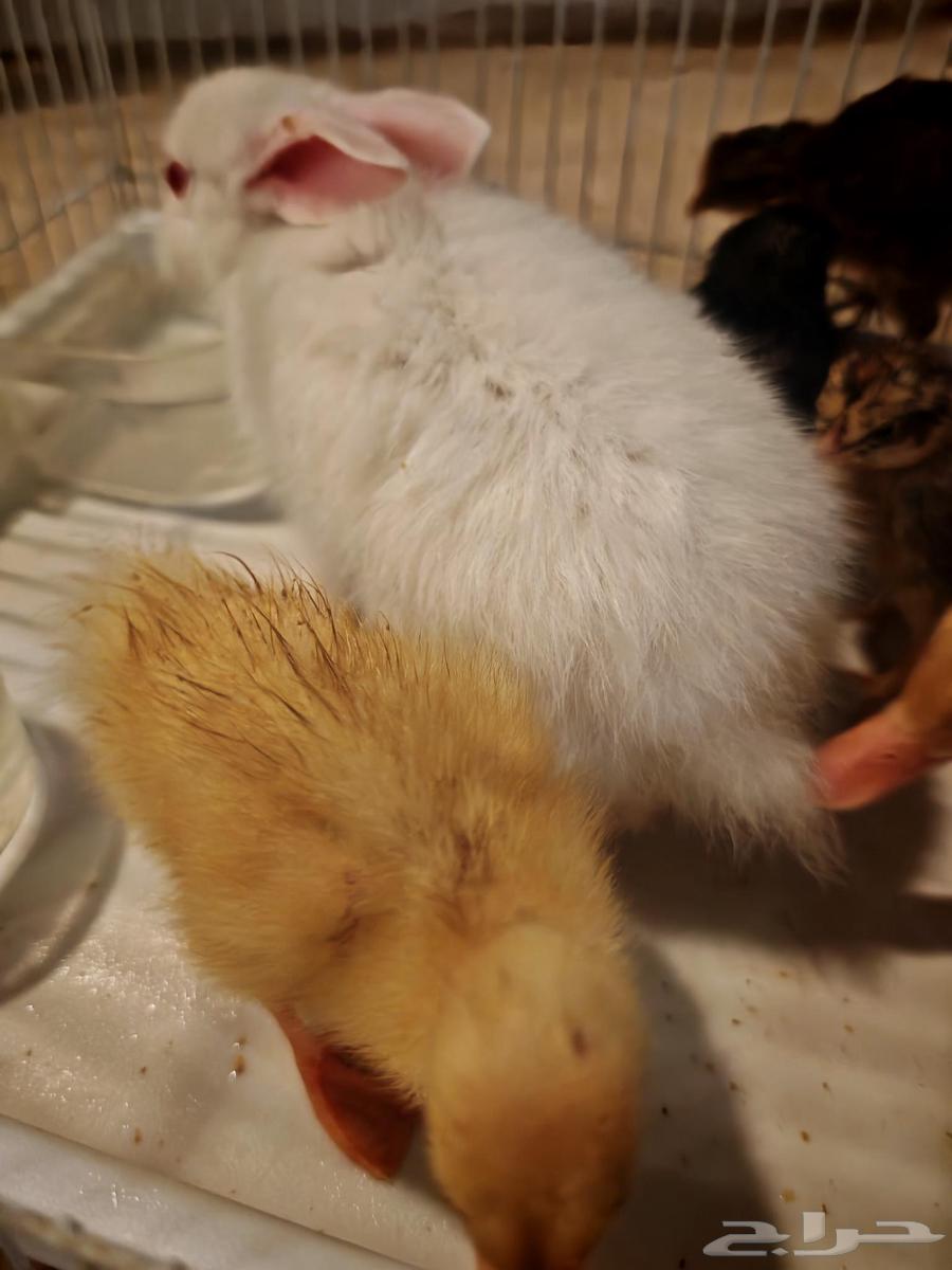 صيصان وبط وأرنب للبيع64589767881218112