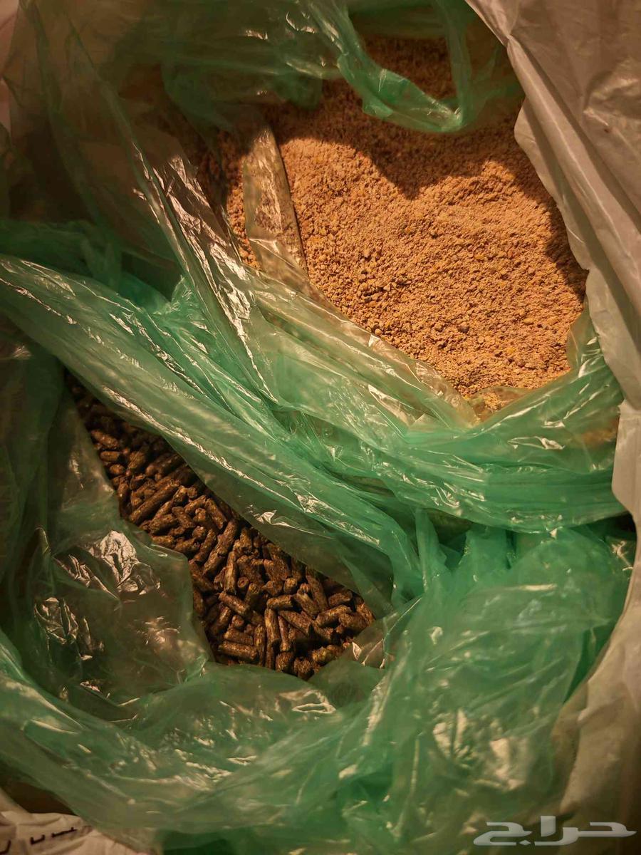 صيصان وبط وأرنب للبيع64589767881218113