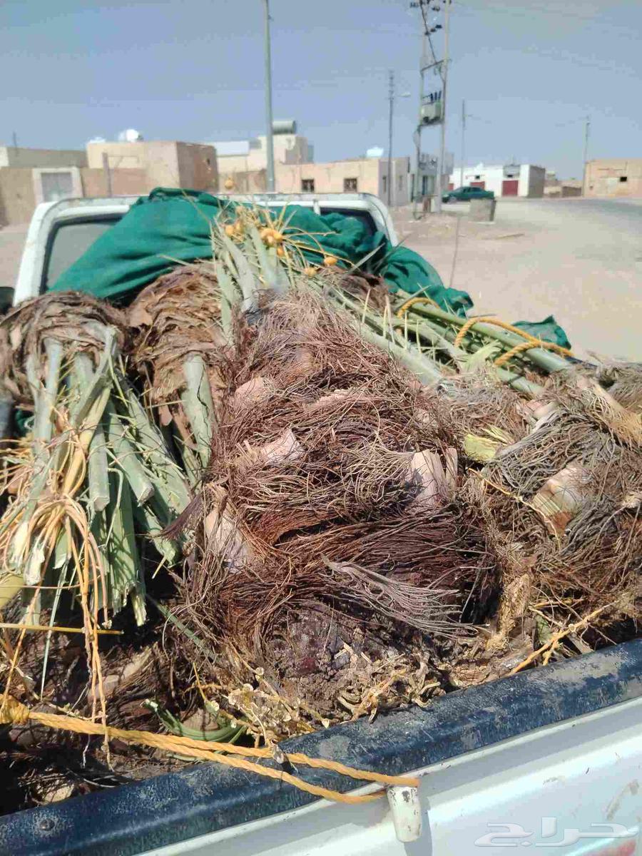 نخل اللقصيم للبيع64590837711491110