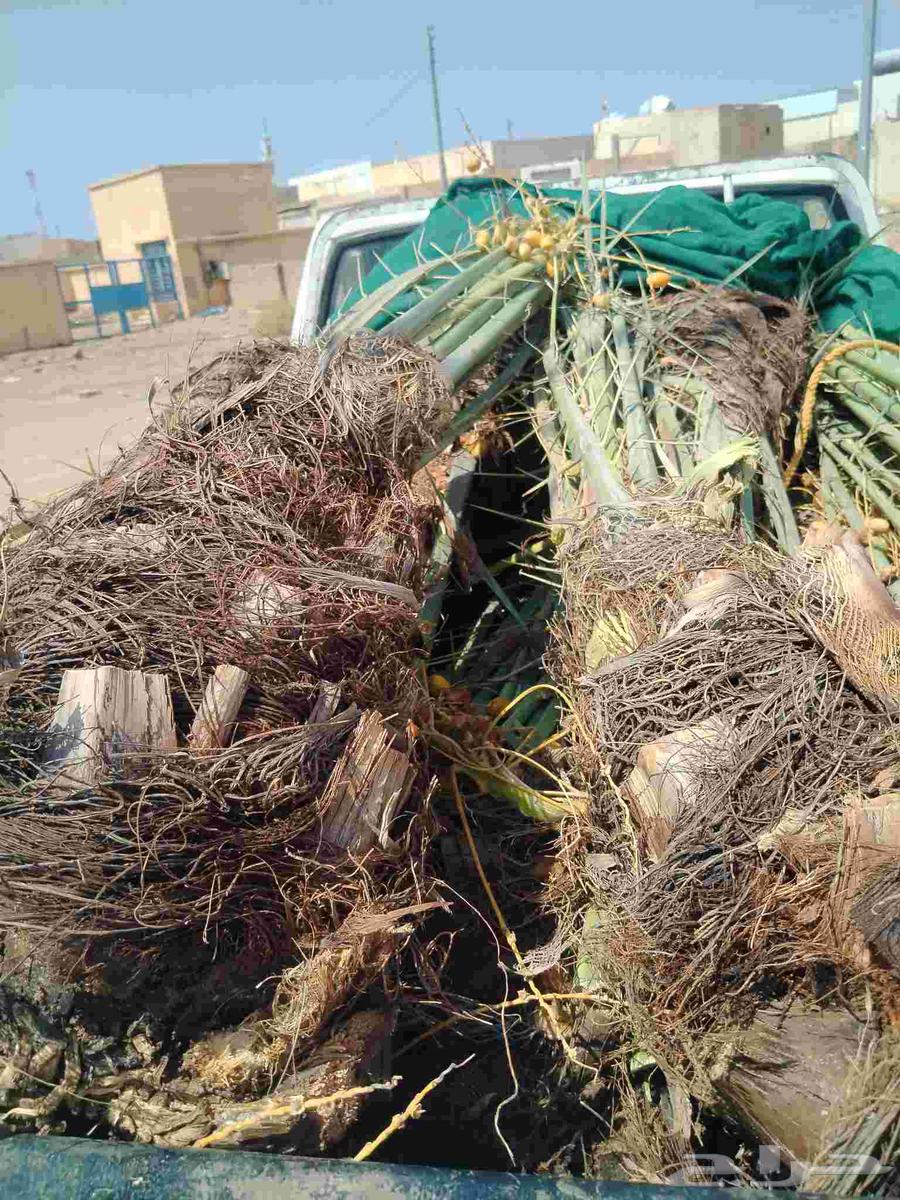 نخل اللقصيم للبيع64590837711491112