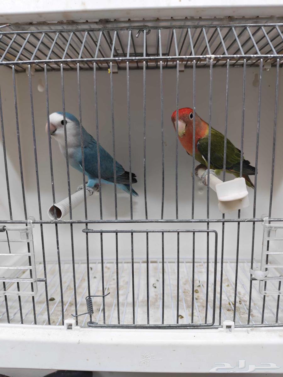 للبيع زوج روز64590323100929111