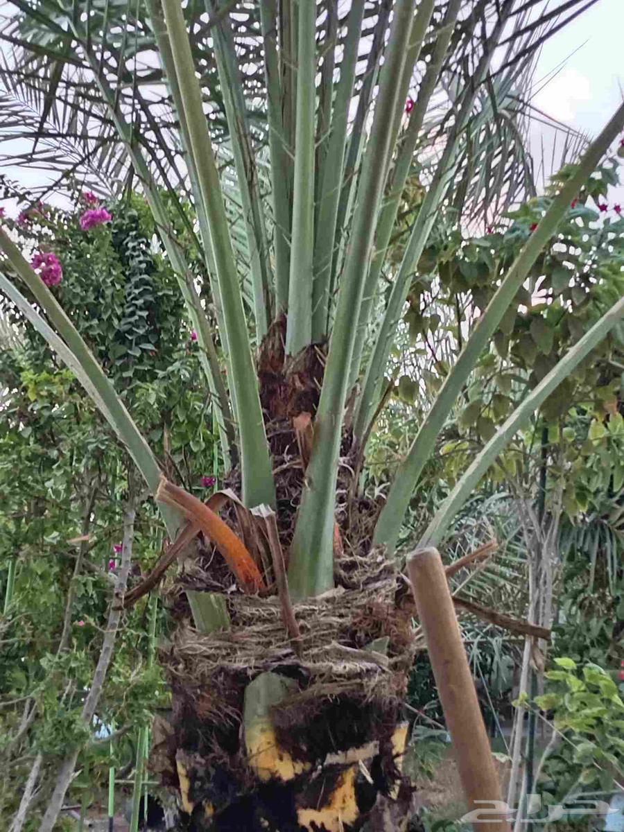 نخلتين سكري مفتل درجه أولى الموقع القصيم64593448180739113