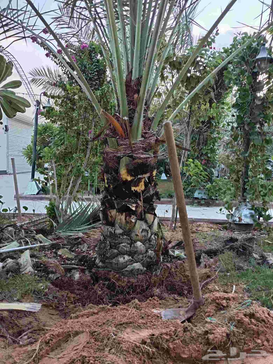 نخلتين سكري مفتل درجه أولى الموقع القصيم64593448180739114