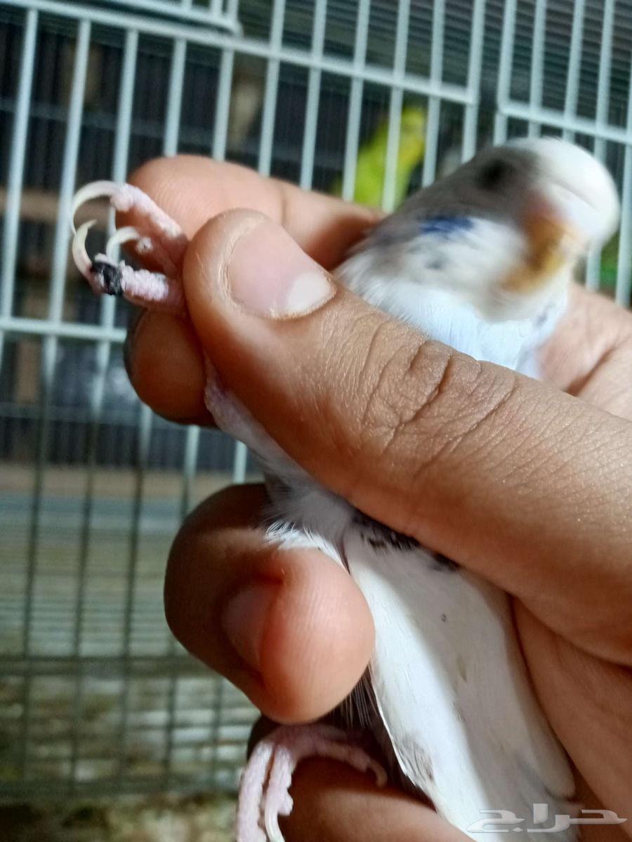 طيور الحب للبيع64593472578433113