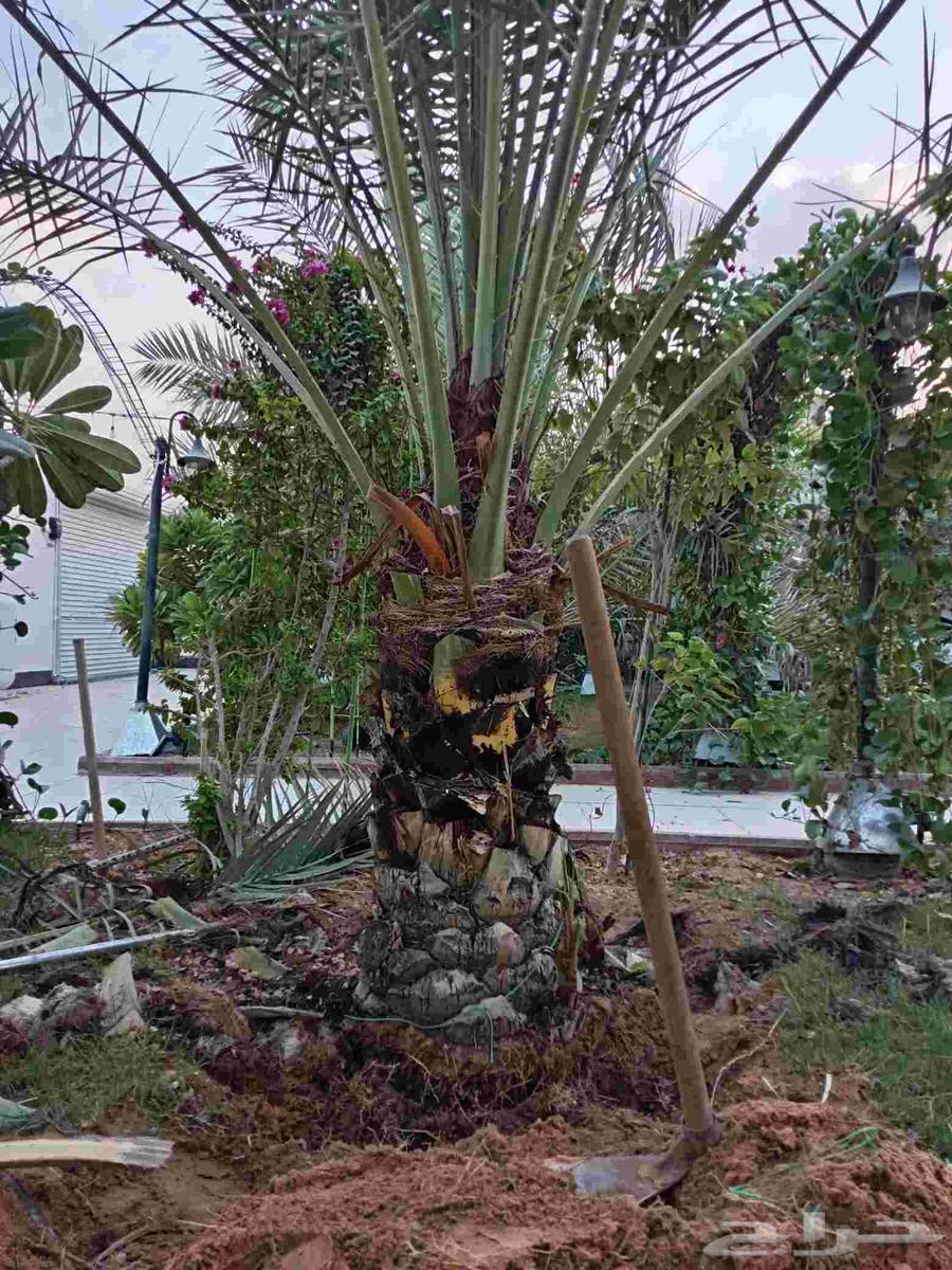 نخلتين سكري مفتل درجه أولى الموقع القصيم64593448180739110