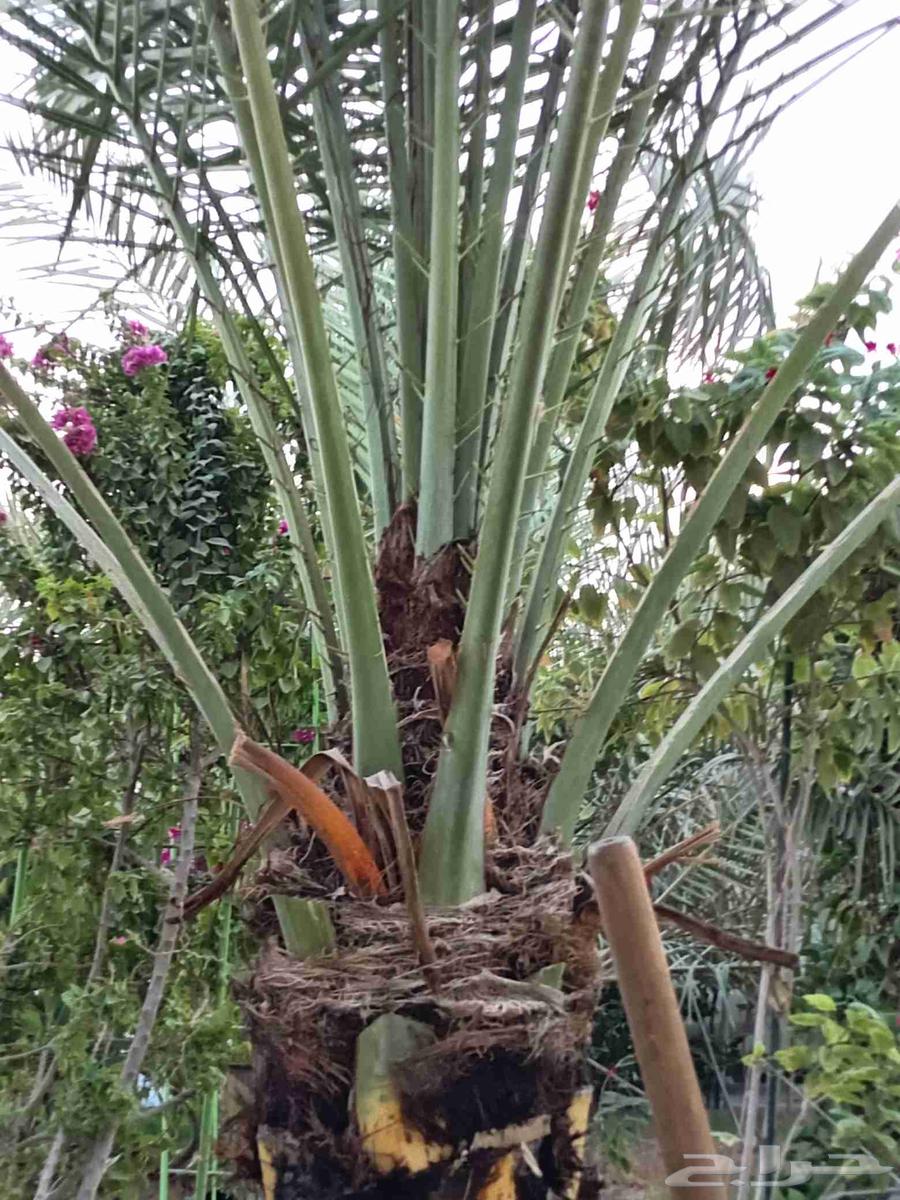 نخلتين سكري مفتل درجه أولى الموقع القصيم64593448180739112