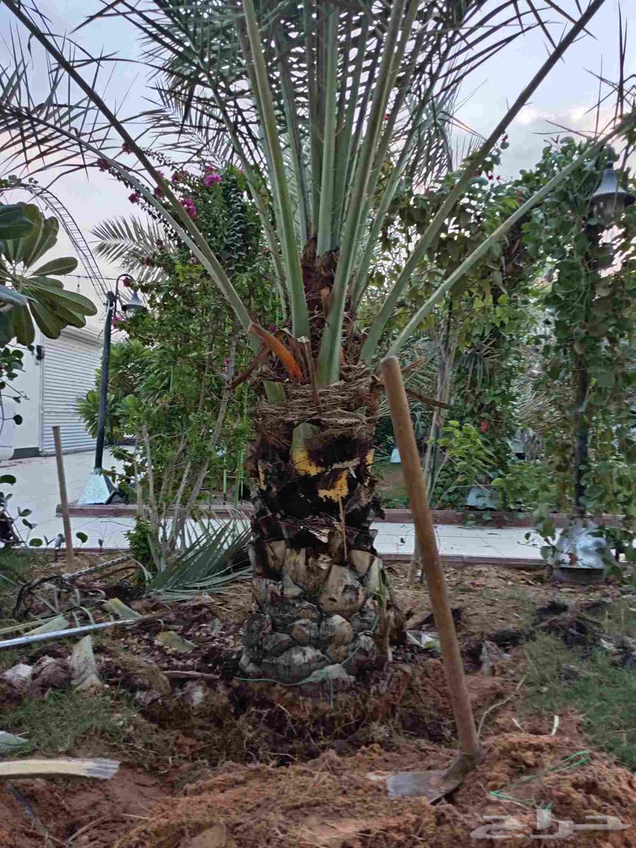 نخلتين سكري مفتل درجه أولى الموقع القصيم64593448180739111