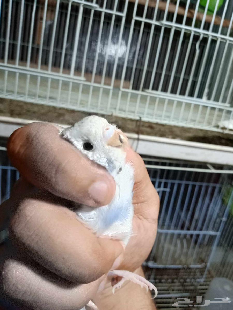 طيور الحب للبيع64593472578433114