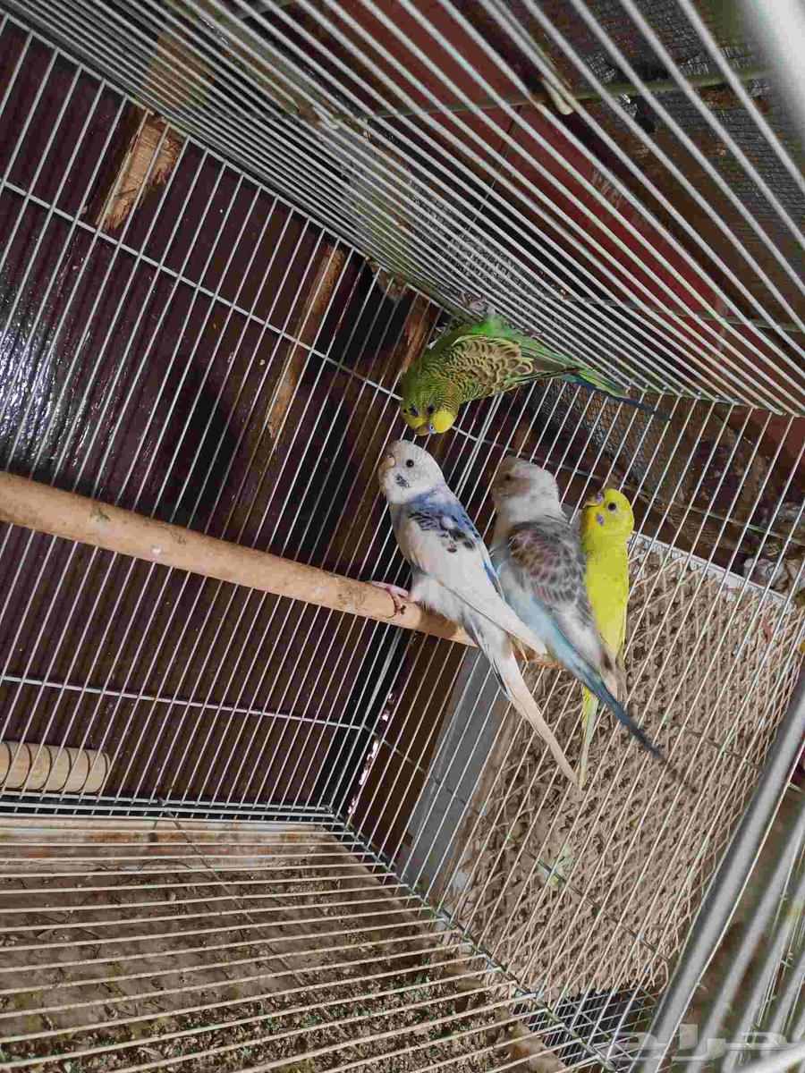 طيور الحب للبيع64593472578433111