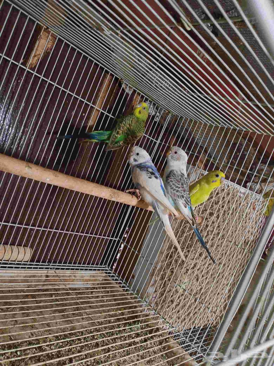 طيور الحب للبيع64593472578433112