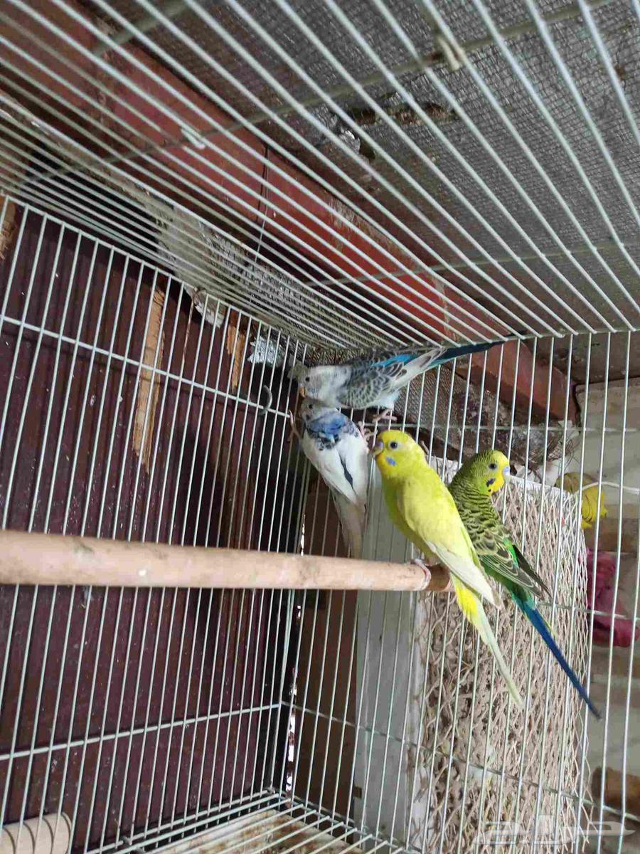 طيور الحب للبيع64593472578433110