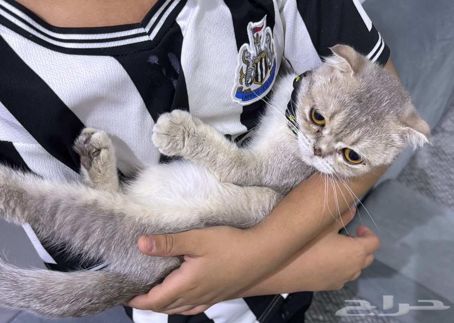 قطوه سكوتش للبيع64595304597122113