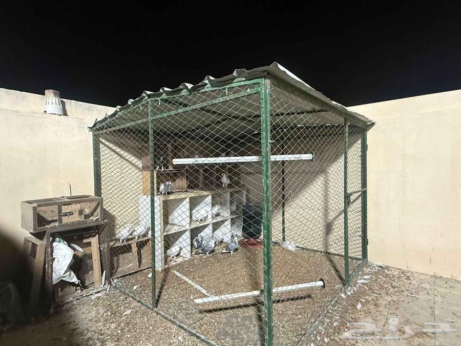 شبك بقلاوة شبك حمام دجاج64596526238978111