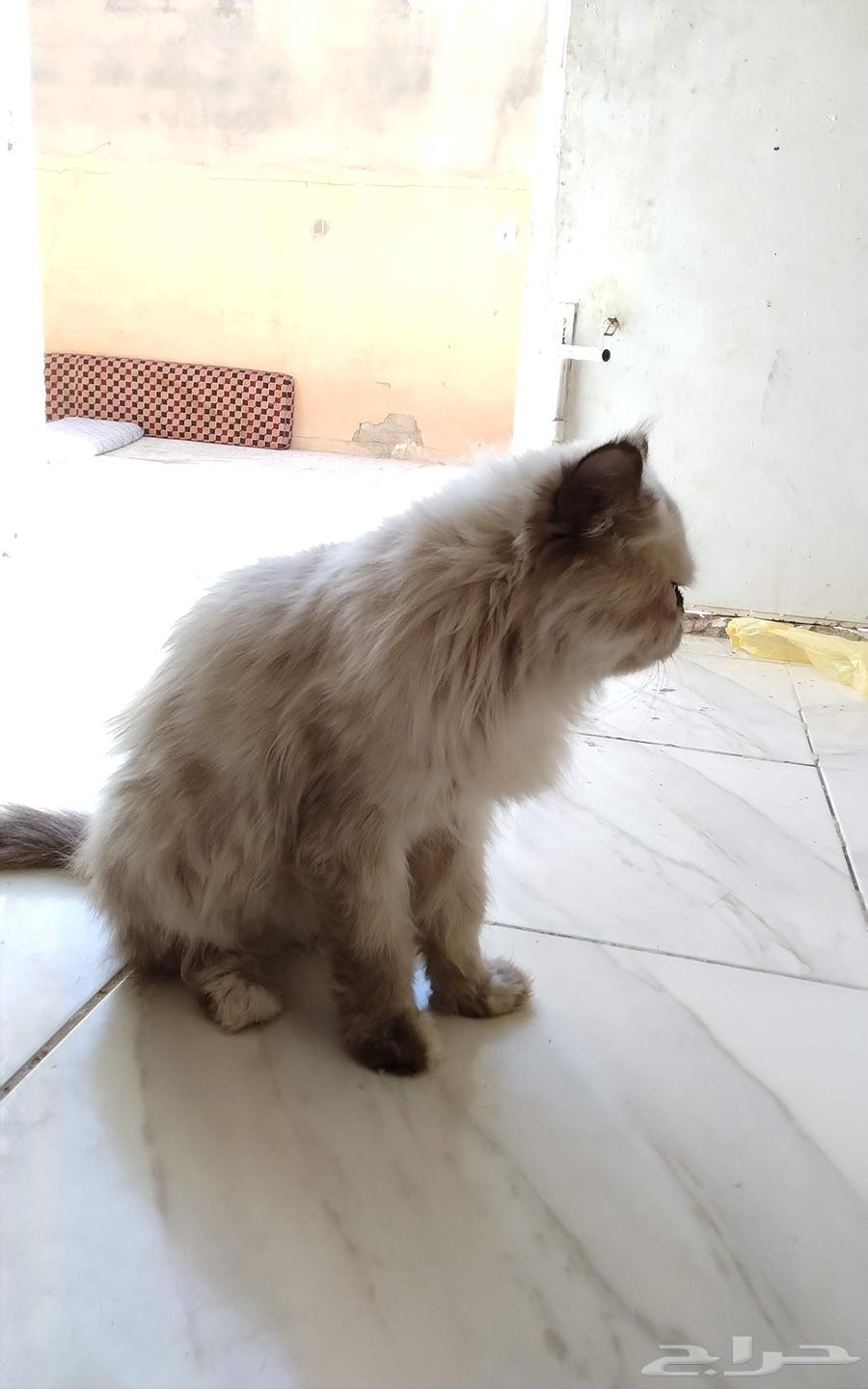 قطوه شرزي للبيع64591189951234111