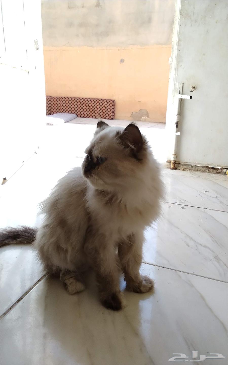 قطوه شرزي للبيع64591189951234113