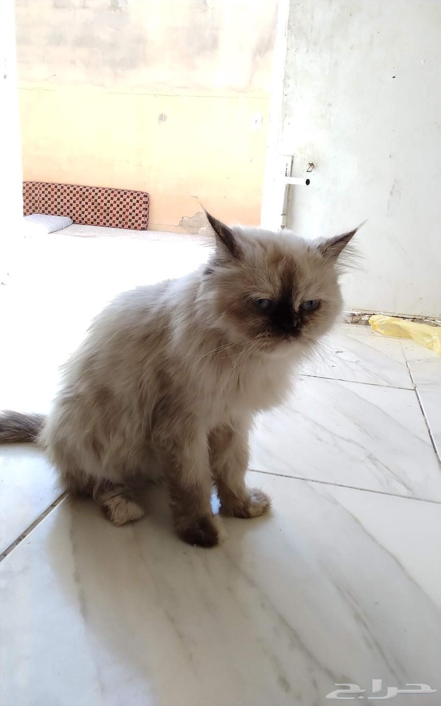 قطوه شرزي للبيع64591189951234110