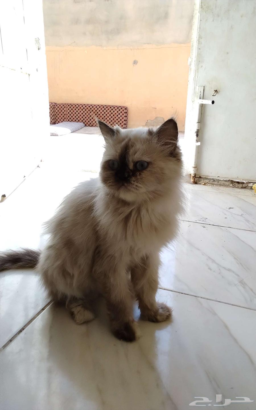 قطوه شرزي للبيع64591189951234112