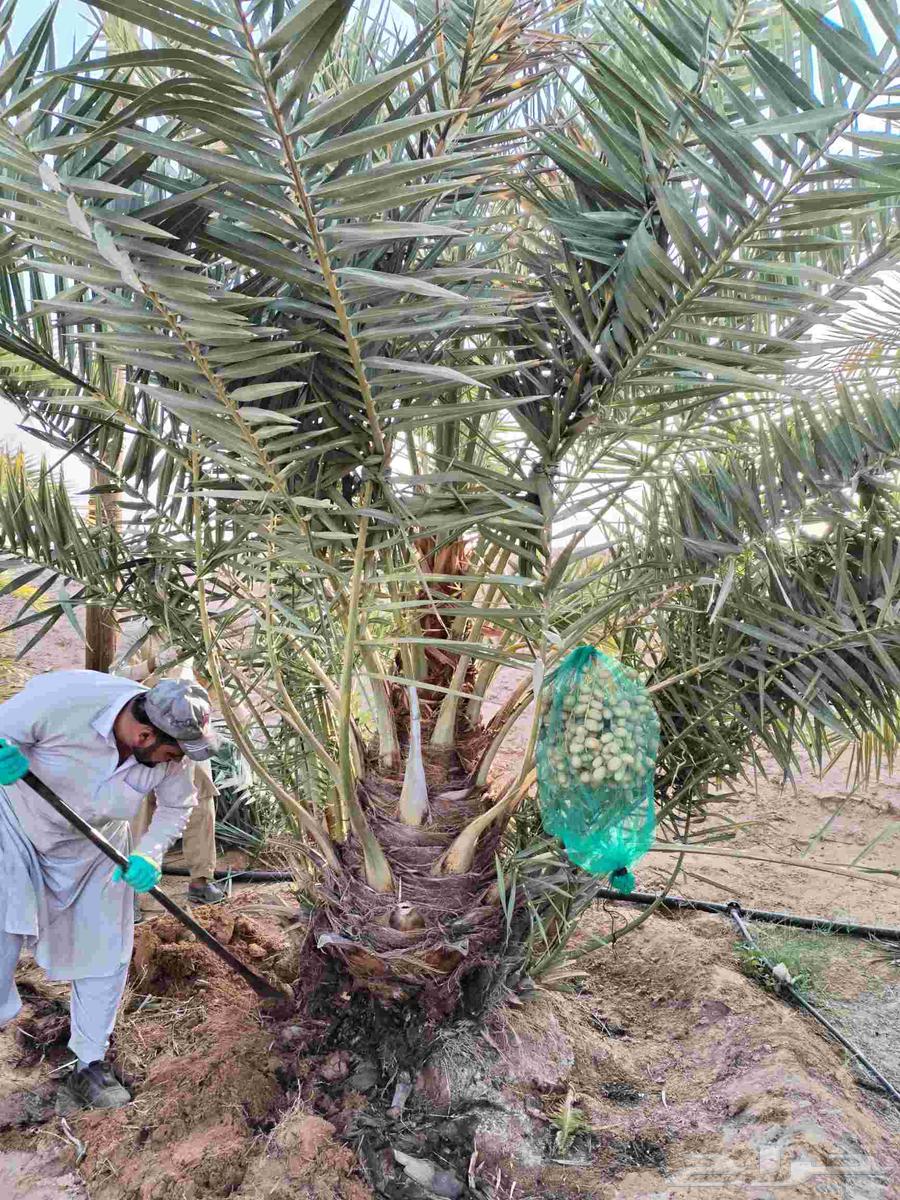 نخل صقعي مجدول عجوه خضري نخيل فروخ نقايل واشنطني سكري64589866624769113