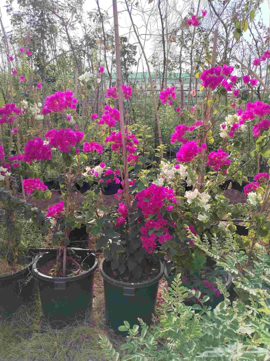 جهنميه كميات موجوده لدينا واسعار خياليه للجمله64592420285953114