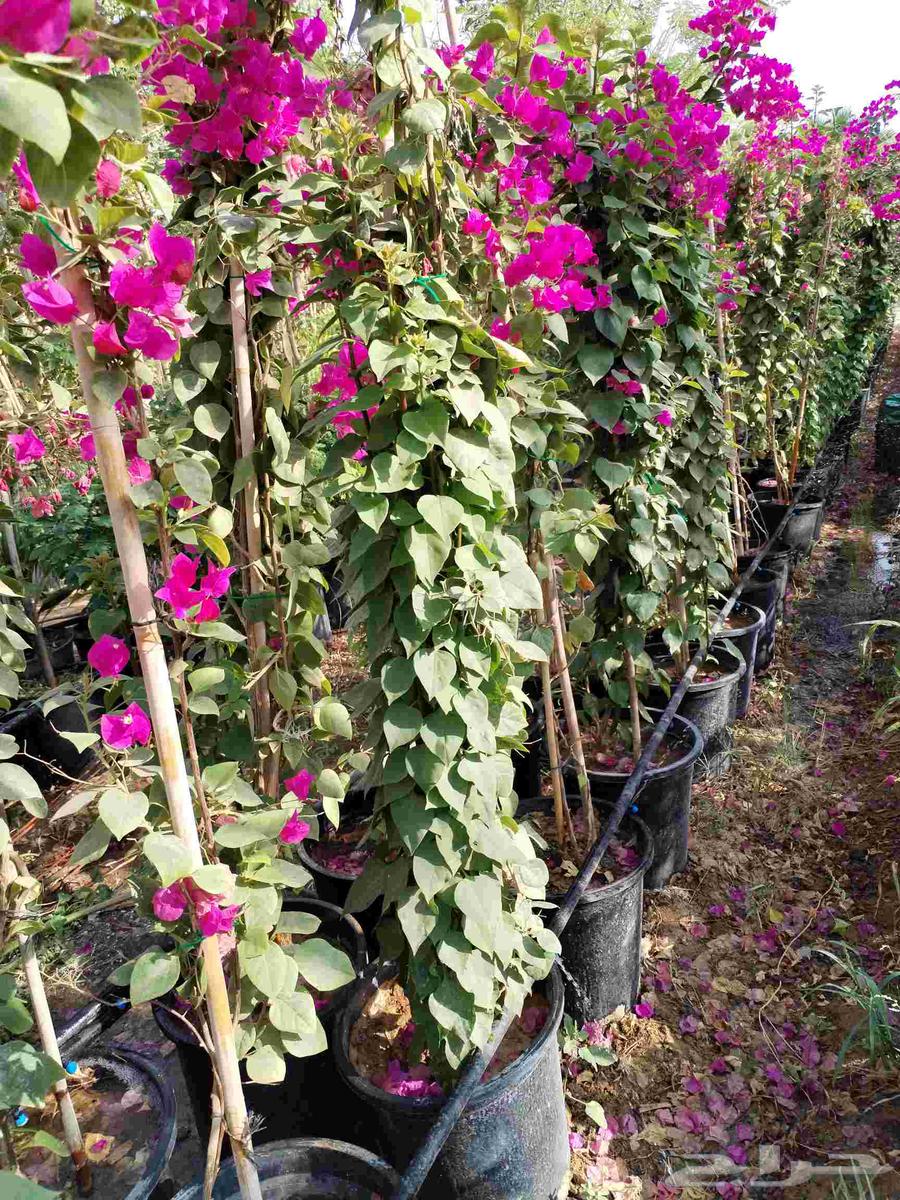 جهنميه كميات موجوده لدينا واسعار خياليه للجمله64592420285953113