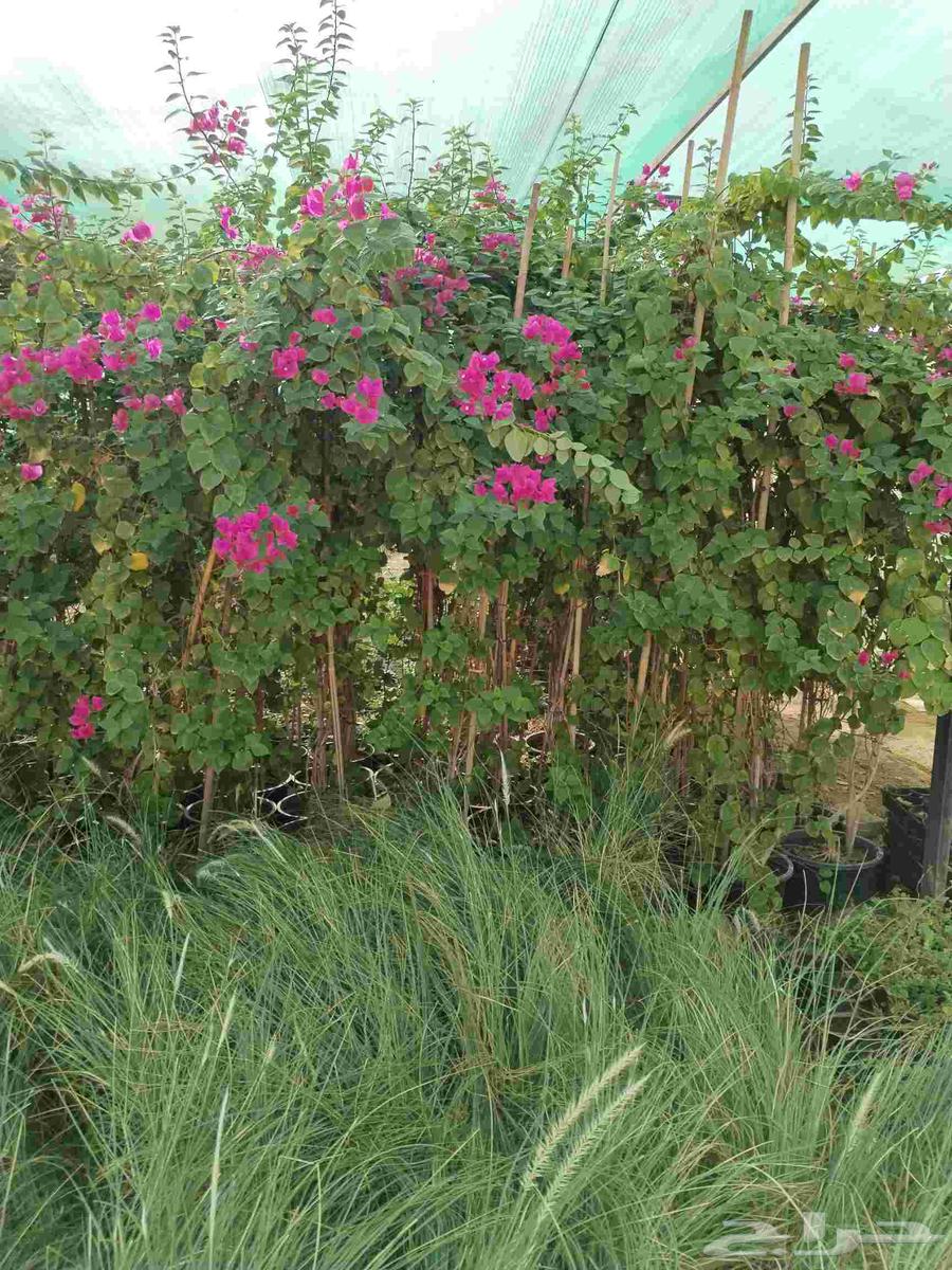 جهنميه كميات موجوده لدينا واسعار خياليه للجمله64592420285953111