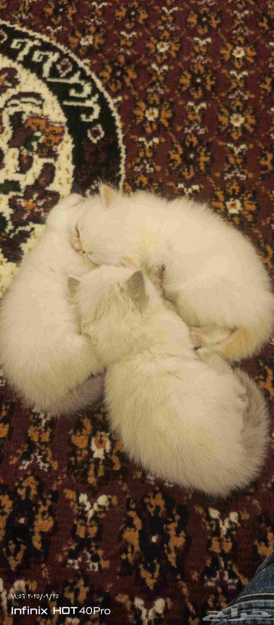 Mixed Sketch and Shirazi kittens64594197124097110