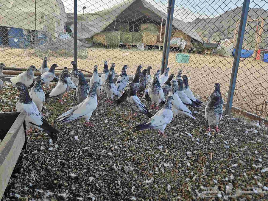 حمام باكستاني للبيع64589817313410111