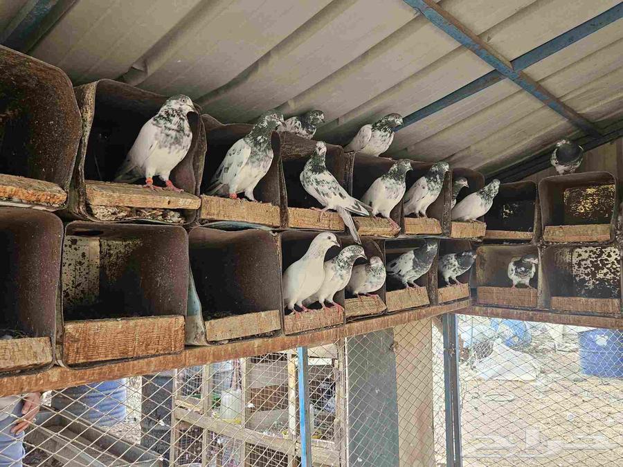 حمام باكستاني للبيع64589817313410113