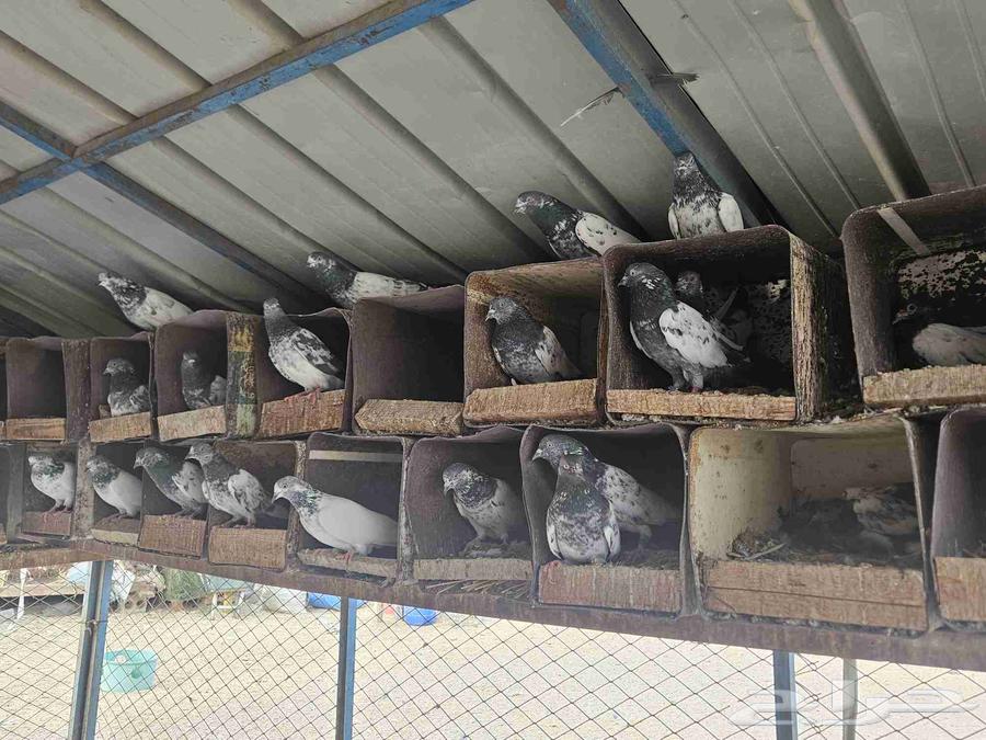 حمام باكستاني للبيع64589817313410114