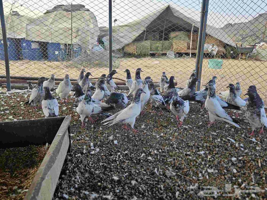 حمام باكستاني للبيع64589817313410110