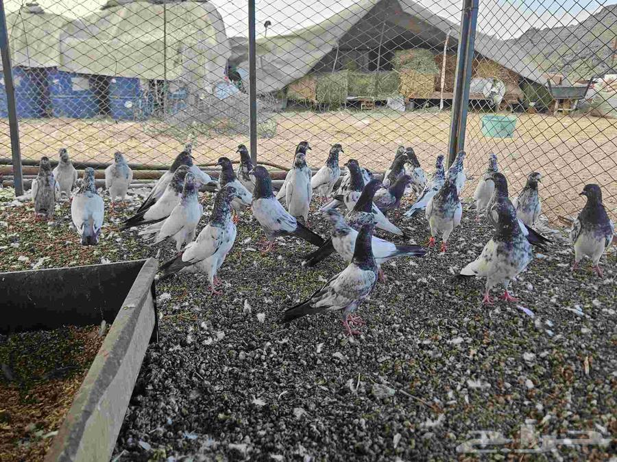 حمام باكستاني للبيع64589817313410112