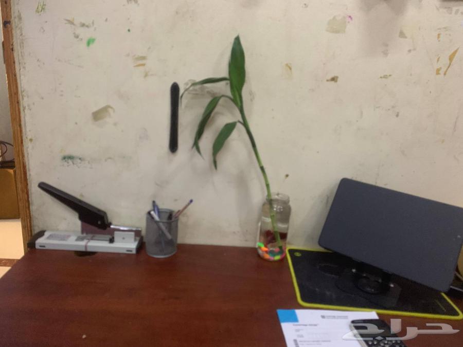 عرض خاص   سمكة الزينة المقاتلة64591382956163111