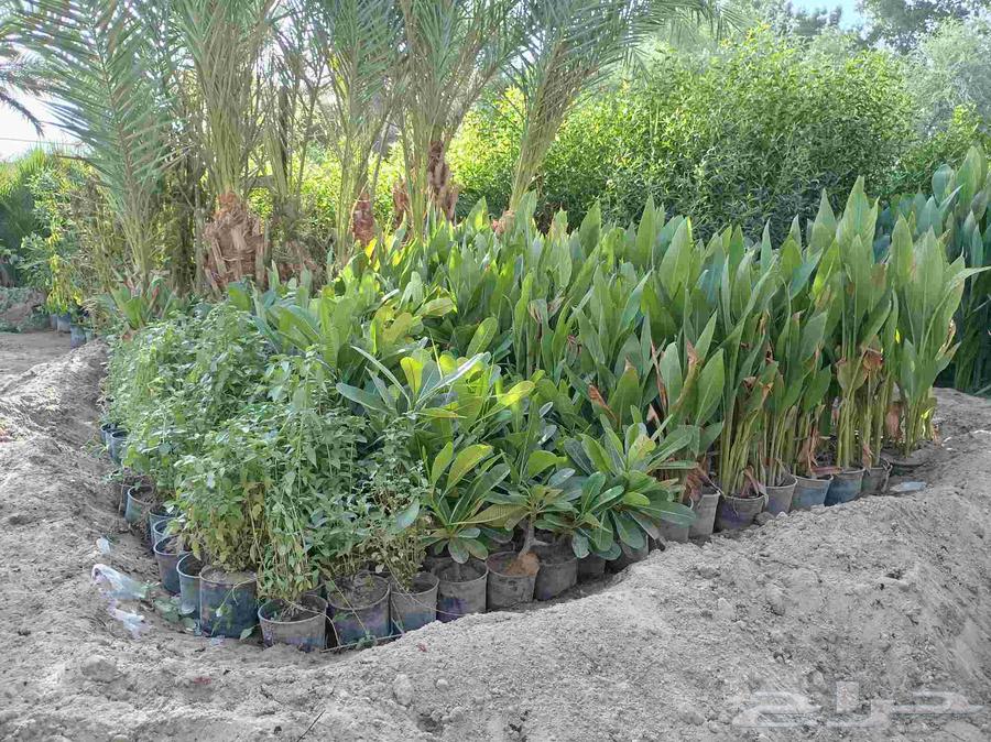 We have all types of ornamental trees, palm trees, and all types of grass64156683659395113